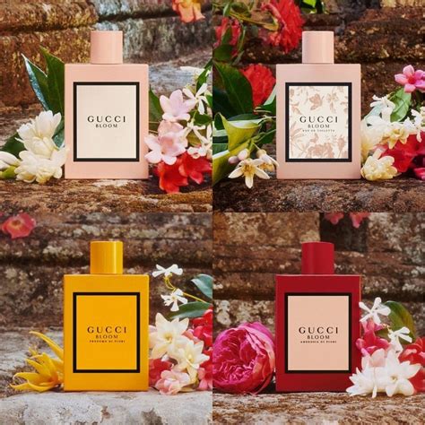 gucci bloom perfume collection